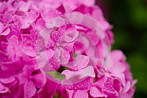 Growing beautiful blooms. Pink hydrangea in full bloom. Showy flowers in summer. Hydrangea blossom on sunny day