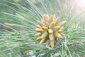 Growing beautiful pine cones on the pine tree among pine needles, closeup.