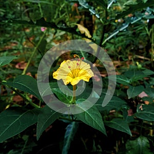 Growing a beautiful yellow flower in front of the house