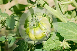 Growing beef tomato. Green unripe