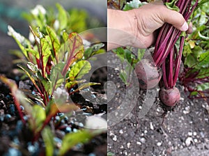 Growing Beetroot