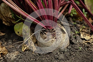 growing beetroot on the vegetable bed