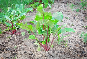 Growing beetroot on the vegetable bed.