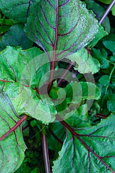 Growing beetroots
