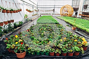 Growing of begonia in plastic flower pots in greenhouse