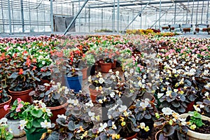 Growing of begonia in plastic flower pots in greenhouse