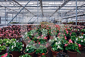 Growing of begonia in plastic flower pots in greenhouse