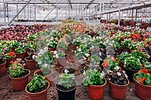 Growing of begonia in plastic flower pots in greenhouse