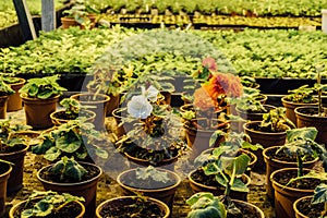 Growing of begonia in plastic flower pots in greenhouse