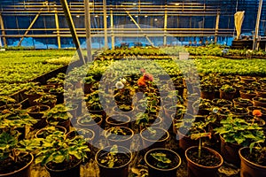 Growing of begonia in plastic flower pots in greenhouse