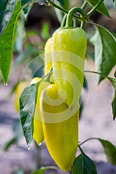 Growing the bell peppers capsicum. Unripe peppers in the veget