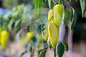 Growing the bell peppers capsicum. Unripe peppers in the veget