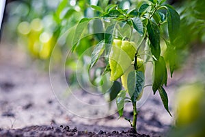 Growing the bell peppers capsicum. Unripe peppers in the veget