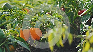 Growing bell peppers in a greenhouse. Salad, healthy food, delicious. Diet, vegetarian lifestyle, eco products, organic