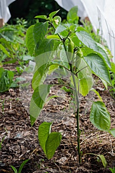 Growing the bell peppers, unripe peppers