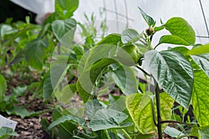 Growing the bell peppers, unripe peppers in the garden