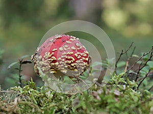 Growing big red toadstool