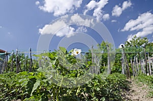 Growing bio potatoes in the northern Bulgaria