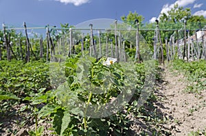 Growing bio potatoes in the northern Bulgaria