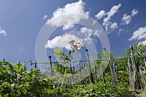 Growing bio potatoes in the northern Bulgaria