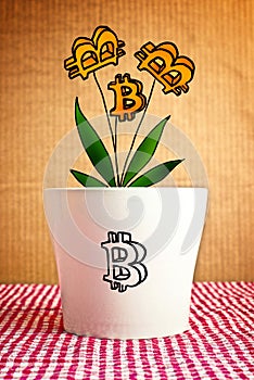 Growing bitcoins in flower pot, conceptual image