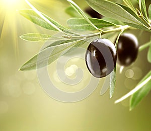 Growing Black Olives on olive tree photo