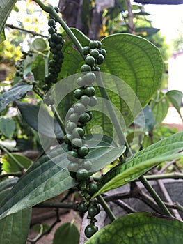 A Growing Black pepper plant in srilanka