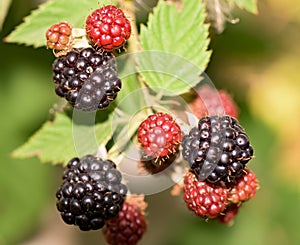 Growing blackberries