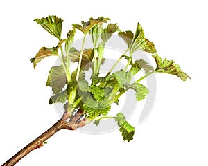 Growing blackcurrant brunch