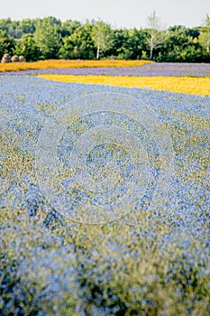 Growing bleu flax flower seed on cropland