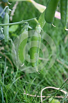 Growing and blooming green peas in the garden.