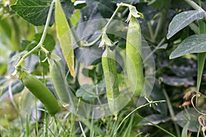 Growing and blooming green peas in the garden.