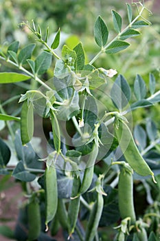 Growing and blooming green peas in the garden.