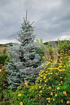 Growing blue Picea glauca