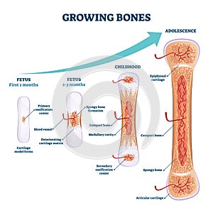 Growing bones vector illustration. Educational fetus and adolescence stages