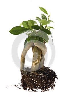 Growing bonsai tree in soil