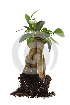 Growing bonsai tree in soil