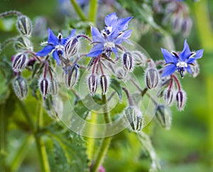 Growing Borago officinalis