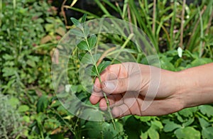 Growing Boxwood Hedge Shrubs By Rooting Boxwood Buxus Cuttings. Boxwood Propagation with Stem Cuttings