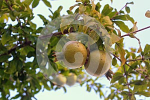 Growing on the branch are not yet ripe pomegranate fruits