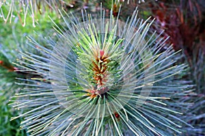 Growing branch of pine tree Pinaceae photo