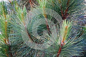 Growing branches of pine tree Pinaceae photo