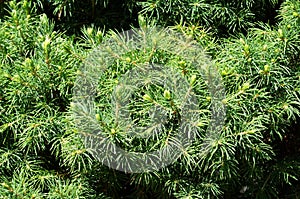 Growing branches of pine tree Pinaceae photo