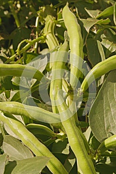 Growing broad beans