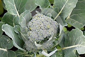 Growing Broccoli photo