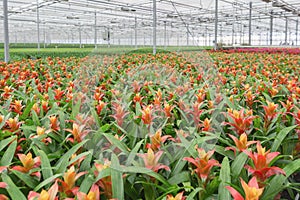 Growing bromelias in a large greenhouse in the Netherlands photo