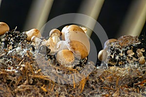 Growing of brown champignons mushrooms, mycelium grow from compost into casing on organic farm in Netherlands, food industry in
