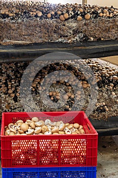 Growing of brown champignons mushrooms, mycelium grow from compost into casing on organic farm in Netherlands, food industry in