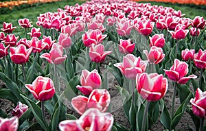 Growing bulb plants. Spring park. Blooming field. Tulips festival. Floral background. Group of red tulips flowerbed