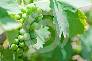 Growing bunch of green grapes in summer vineyard, closeup in southern Italy.